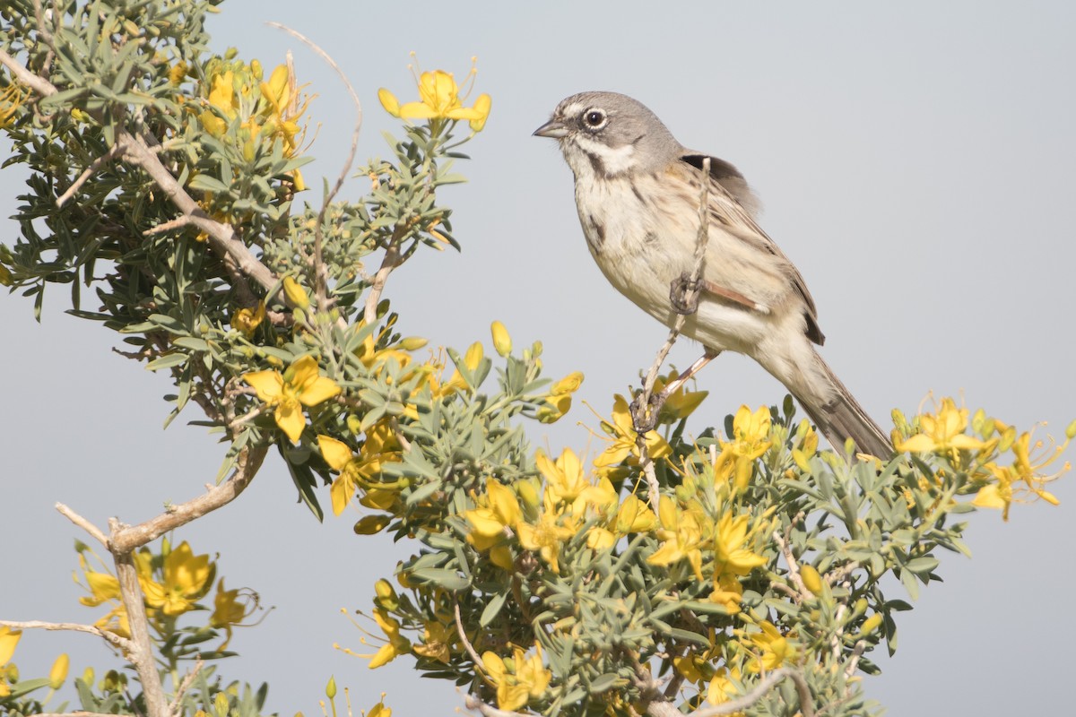 Bell's Sparrow (canescens) - ML24764781