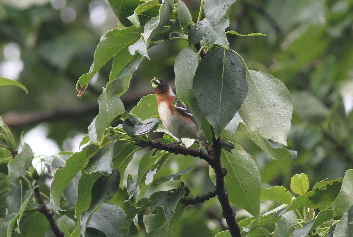 Bay-breasted Warbler - ML247651051