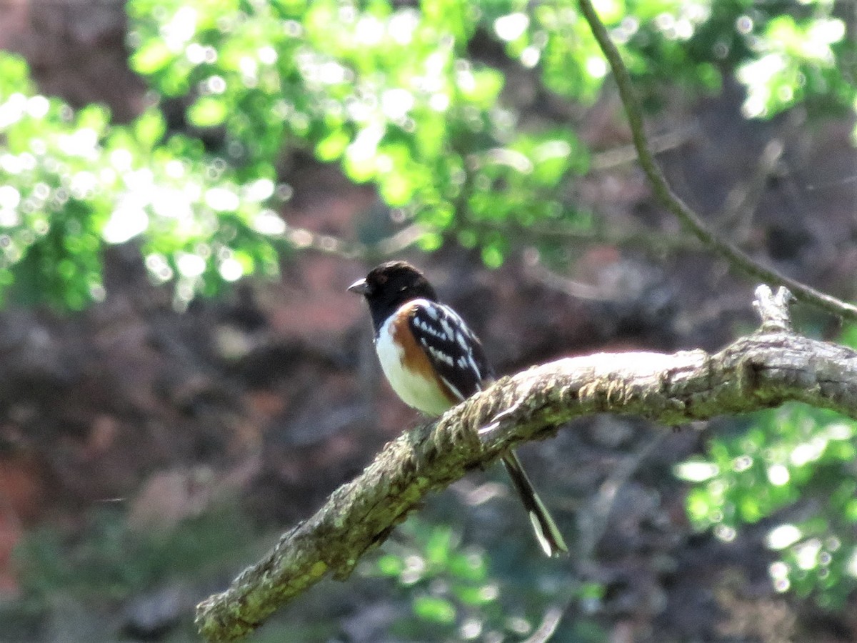 Spotted Towhee - ML247652271