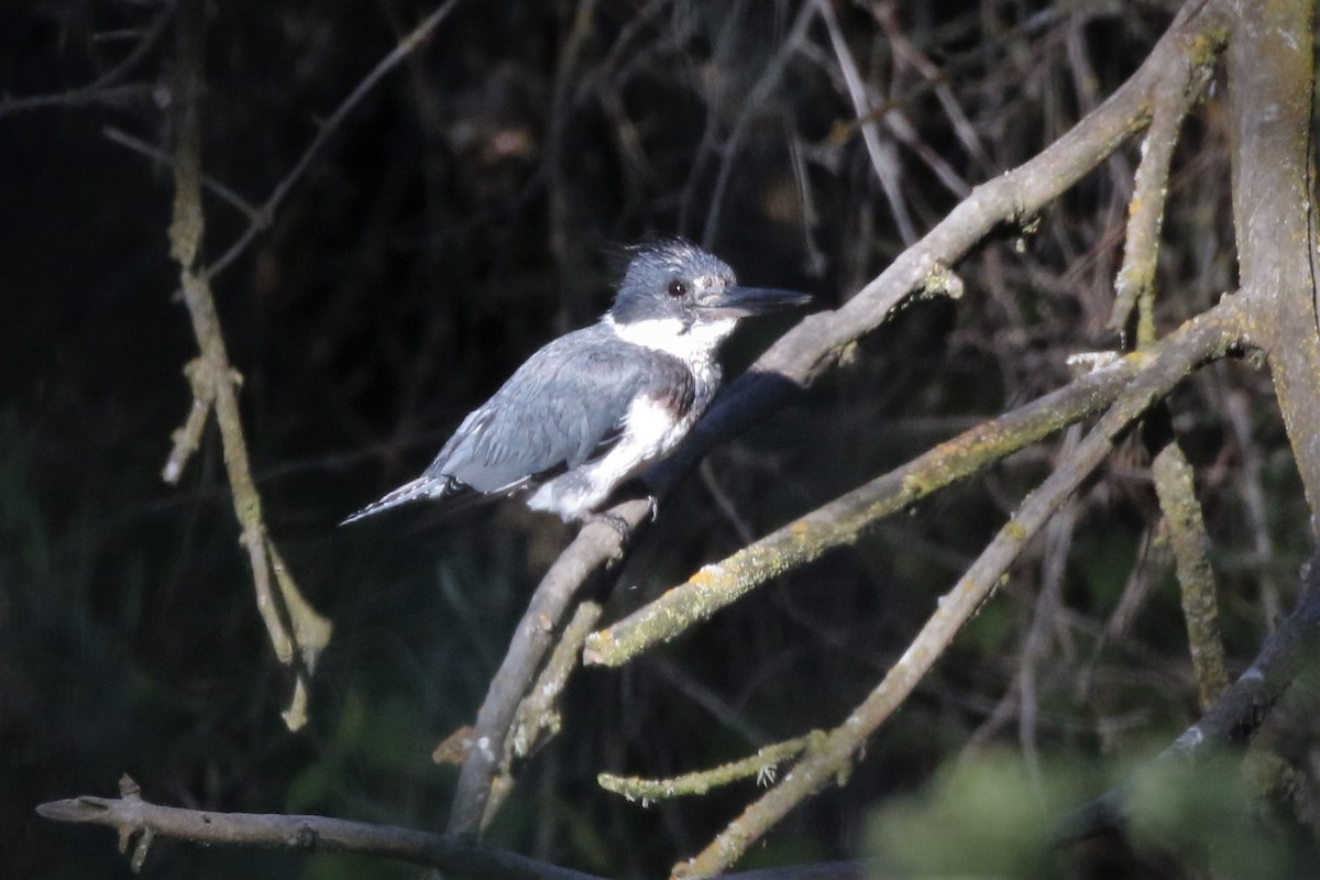 Belted Kingfisher - ML247653701