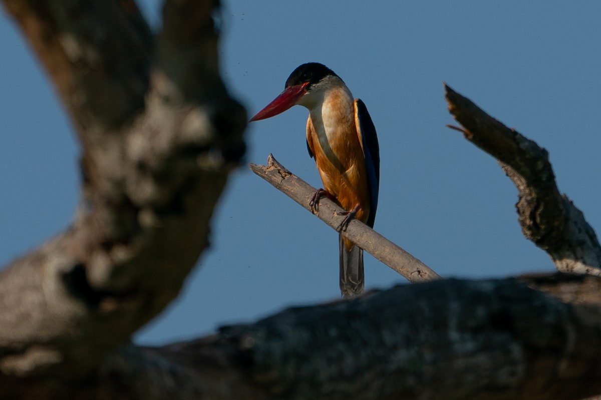Black-capped Kingfisher - Joao Quental JQuental