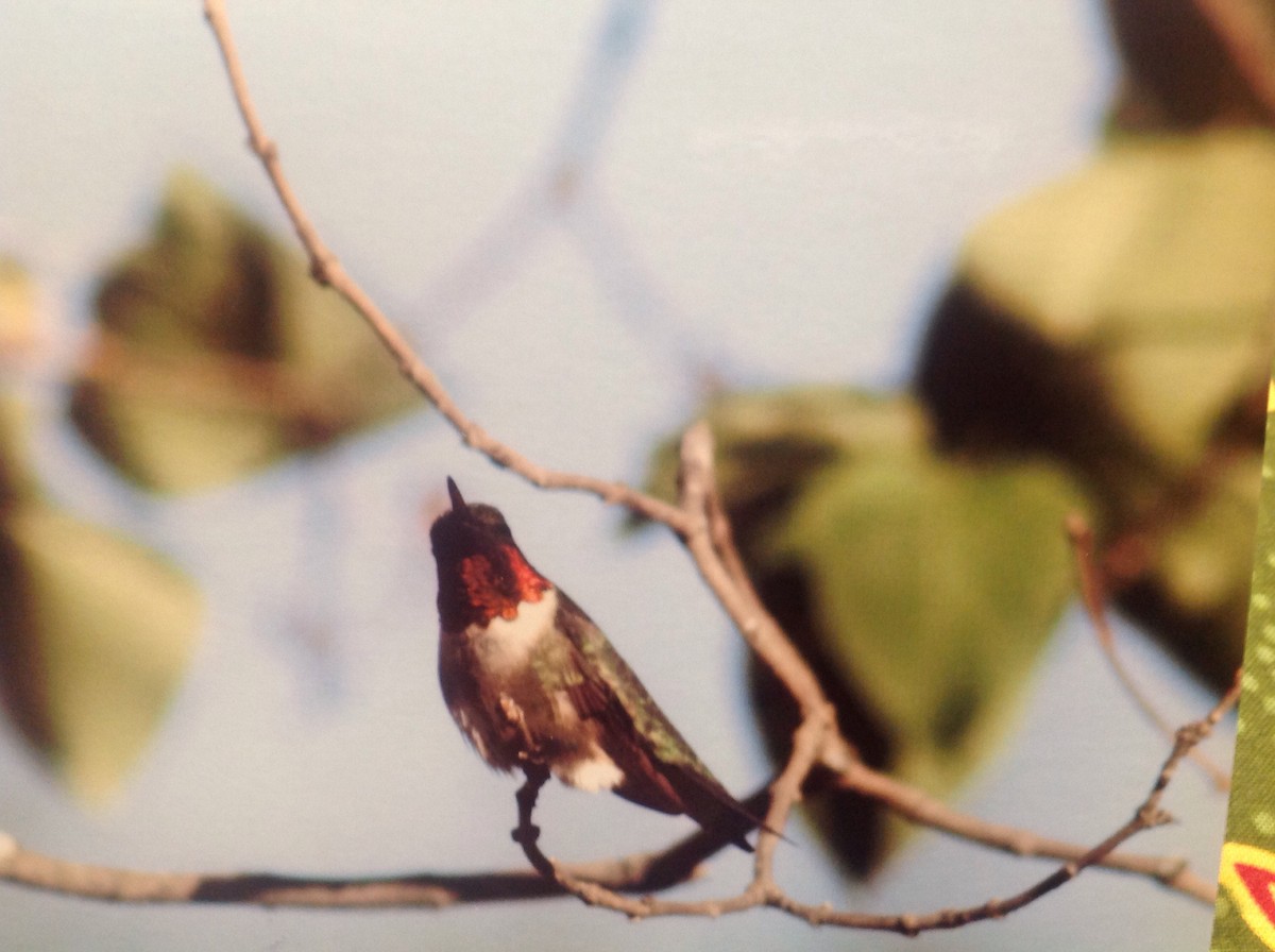 Ruby-throated Hummingbird - ML24765591