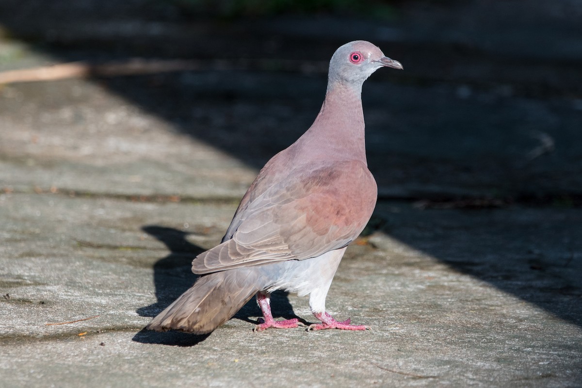 Pale-vented Pigeon - ML247657481