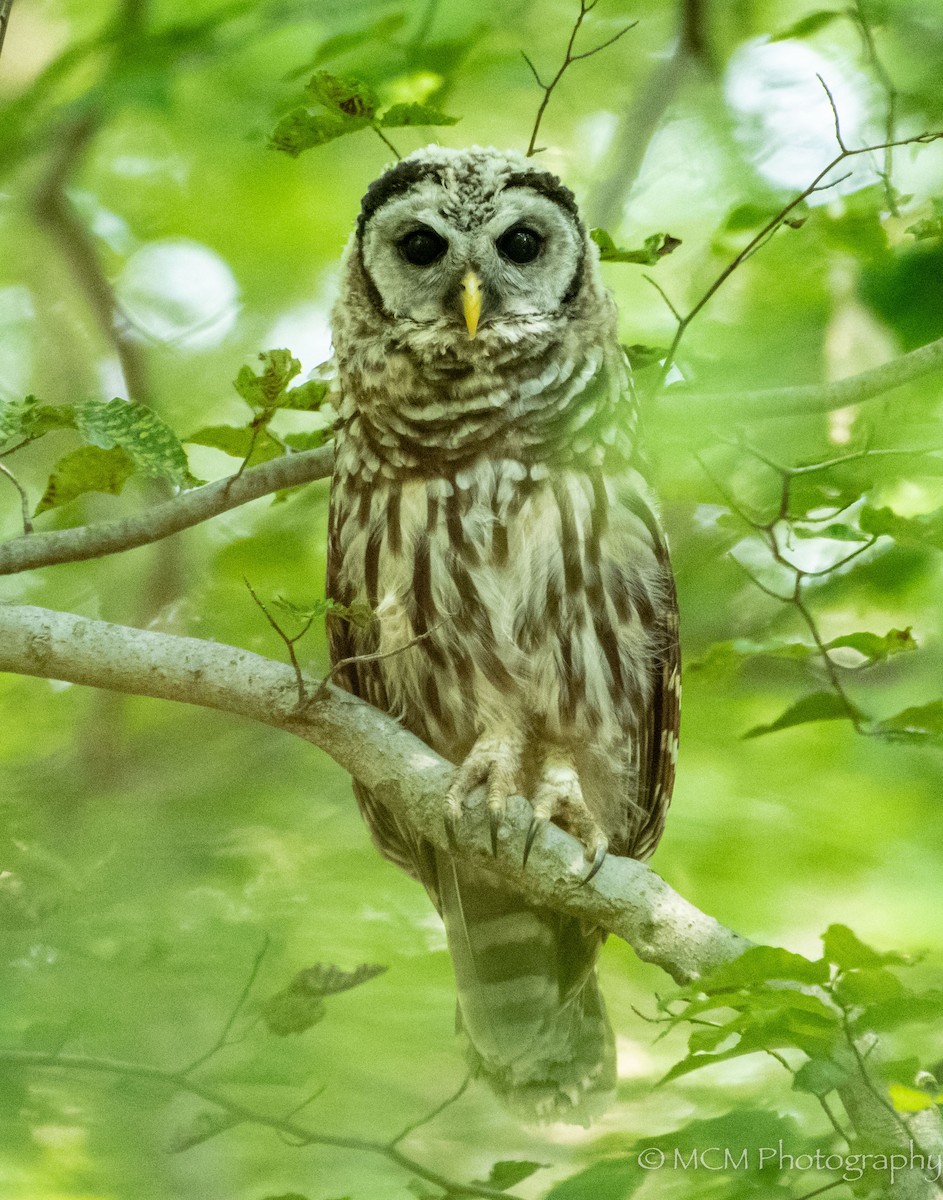 Barred Owl - Mary Catherine Miguez
