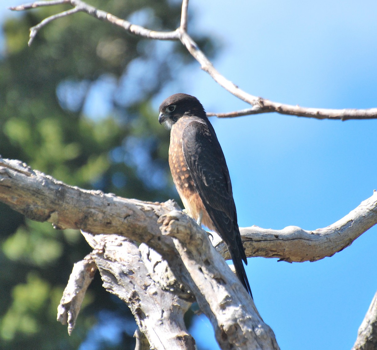 New Zealand Falcon - Carol Riddell