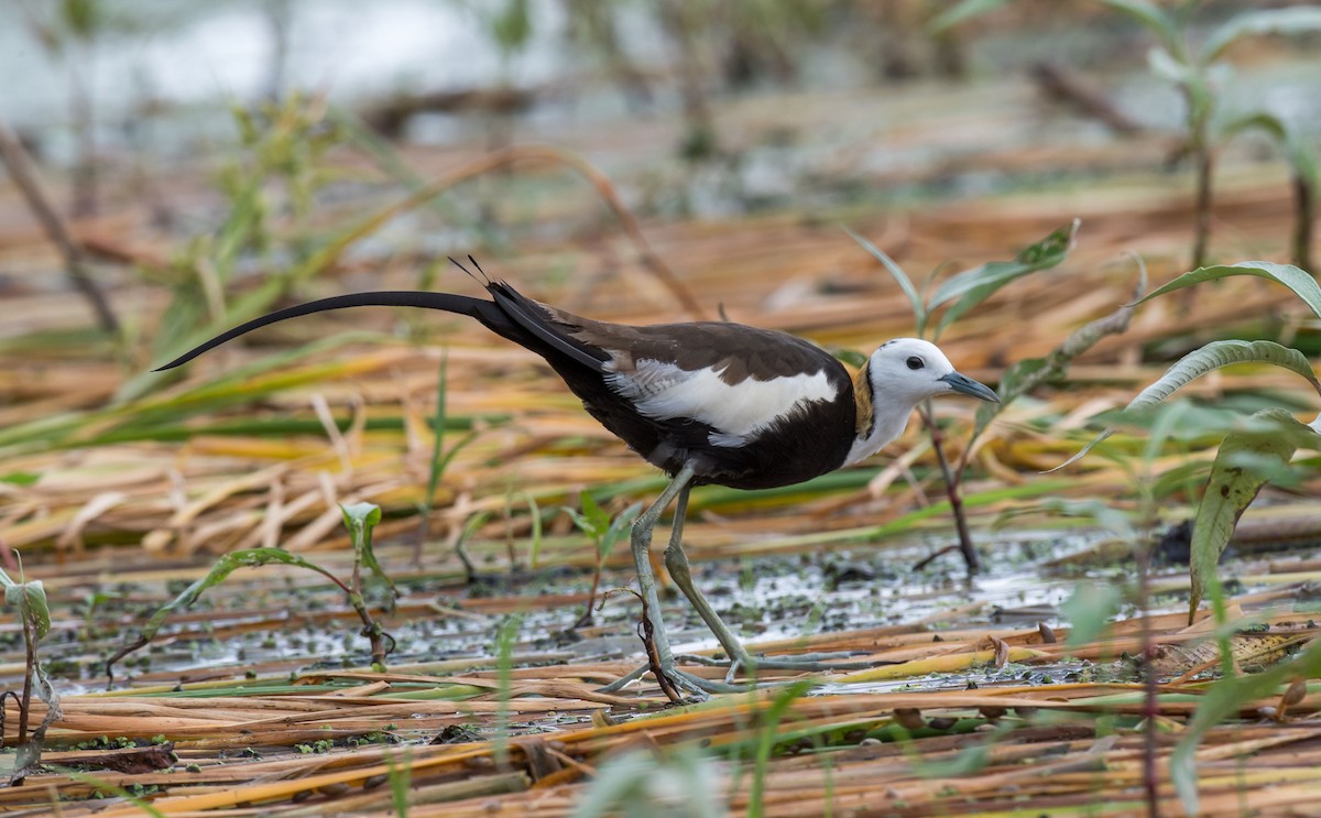 Pheasant-tailed Jacana - Kai Pflug