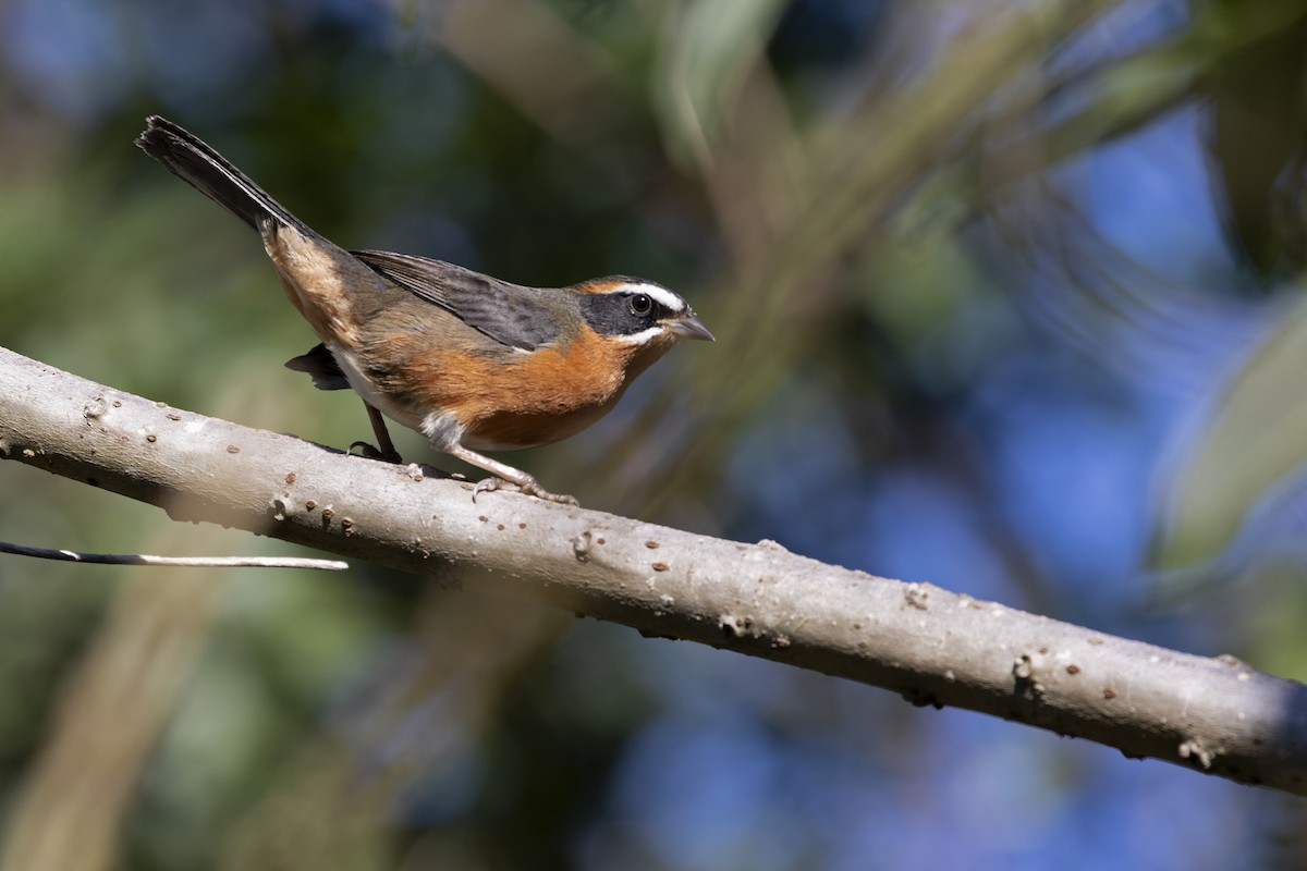 Black-and-rufous Warbling Finch - ML247668381