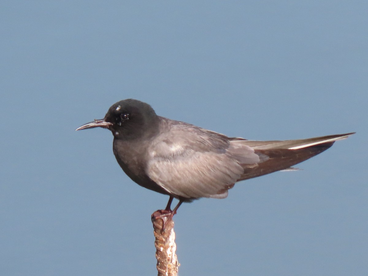 Black Tern - Edana Salisbury
