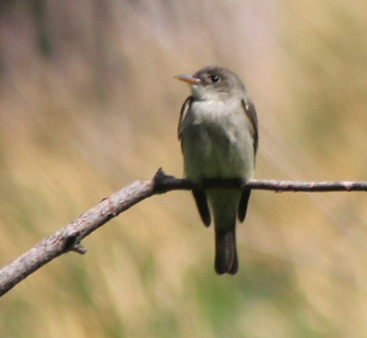 Willow Flycatcher - Dale Anderson