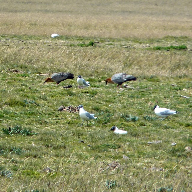 Birds foraging with Andean Gulls (<em class="SciName notranslate">Chroicocephalus serranus</em>). - Andean Ibis - 