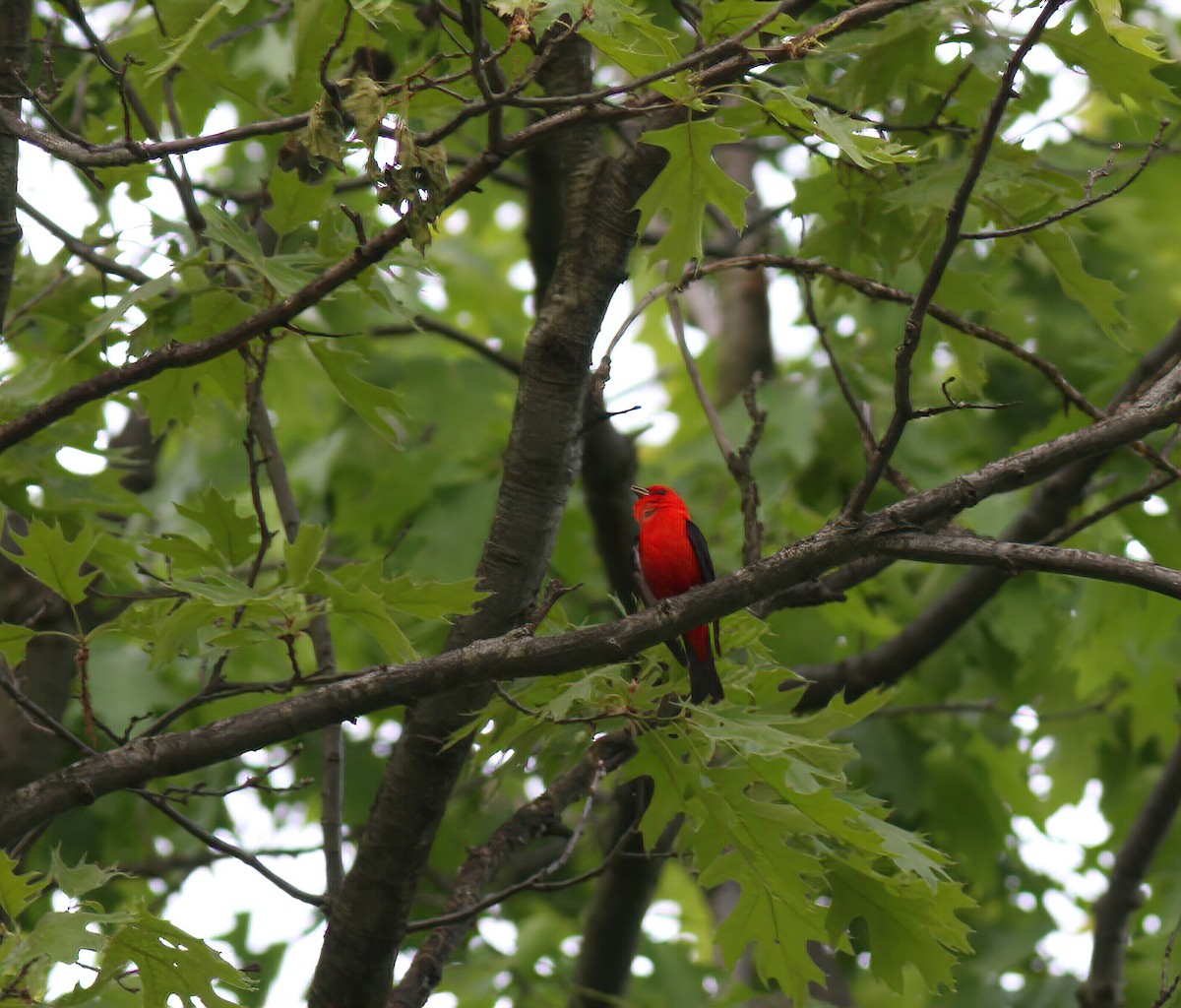 Scarlet Tanager - Per Smith
