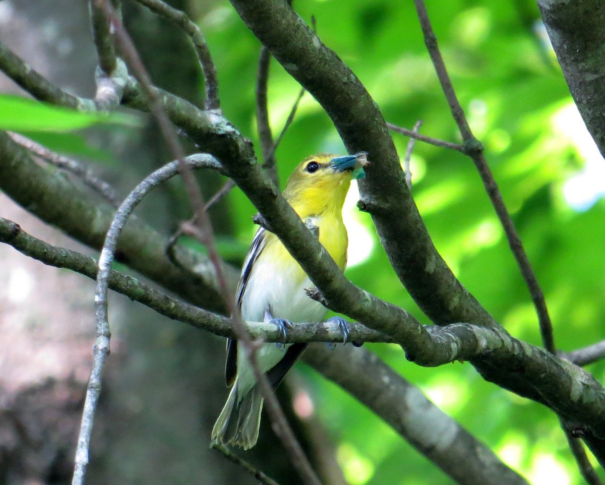 Yellow-throated Vireo - Pam Campbell