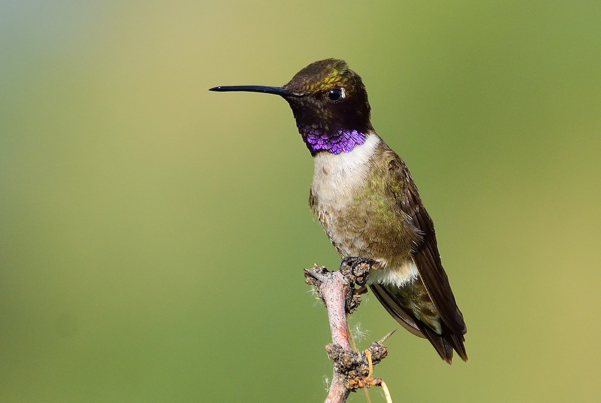 Black-chinned Hummingbird - Ad Konings