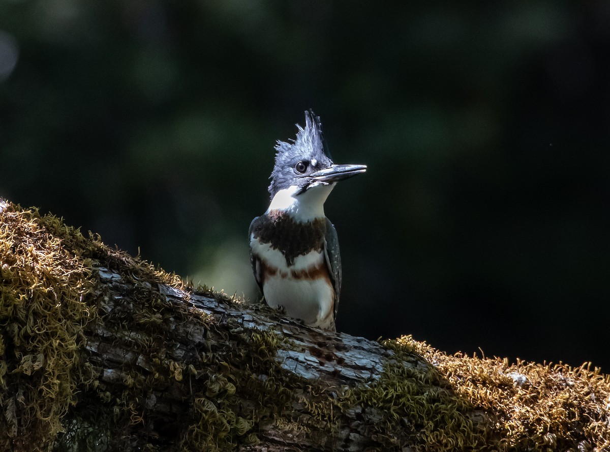 Belted Kingfisher - ML247690921