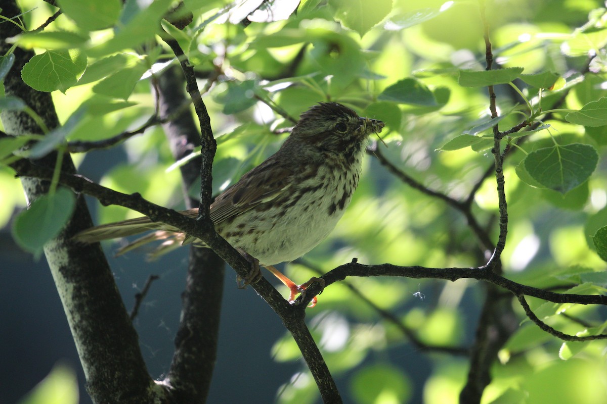 Song Sparrow (montana/merrilli) - ML247691191