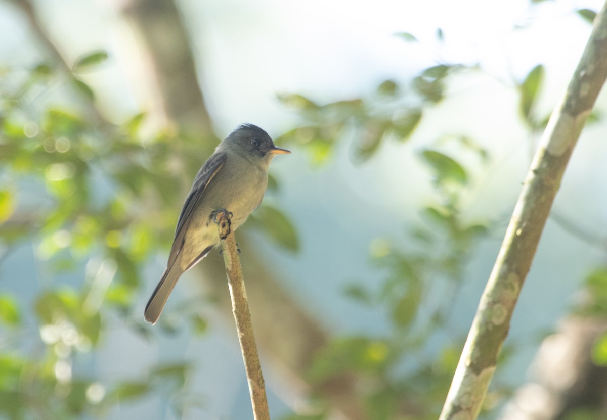 Southern Tropical Pewee - ML247695471