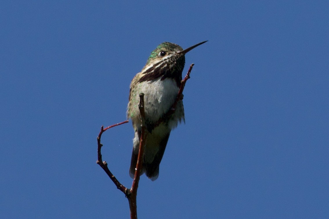 Calliope Hummingbird - ML247699471