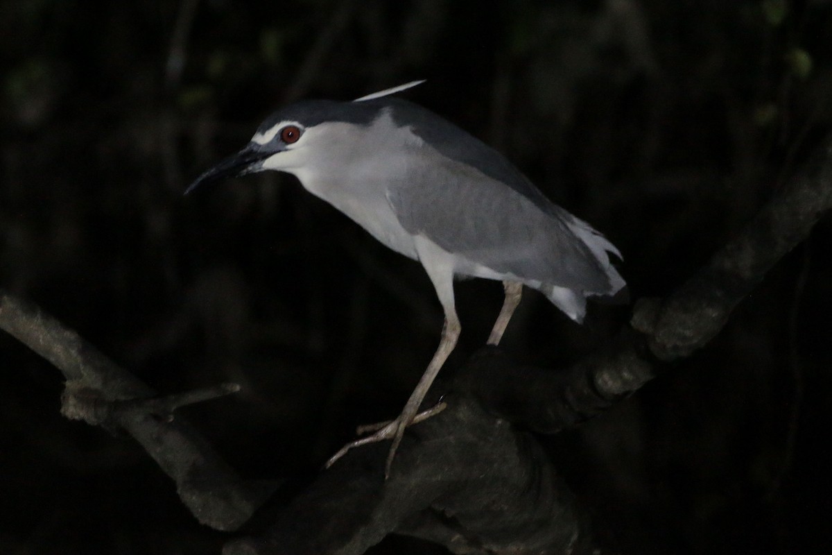 Black-crowned Night Heron - John Diener