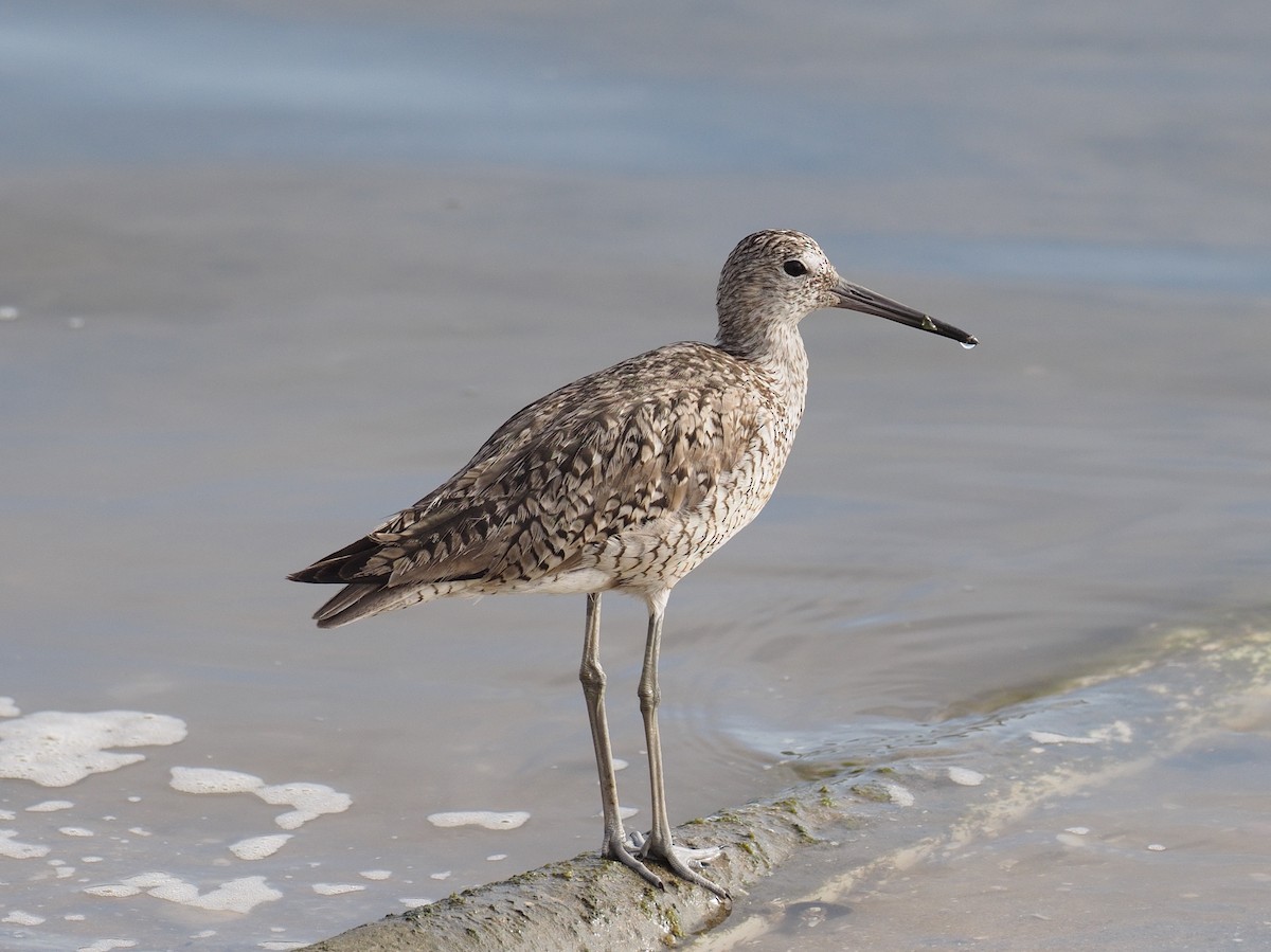Willet - Keith Parker