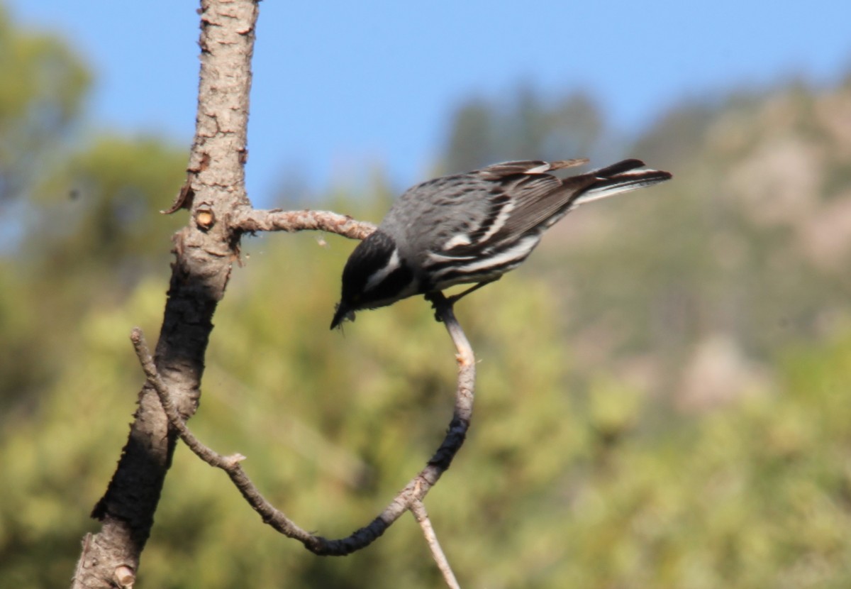 Black-throated Gray Warbler - ML247700481