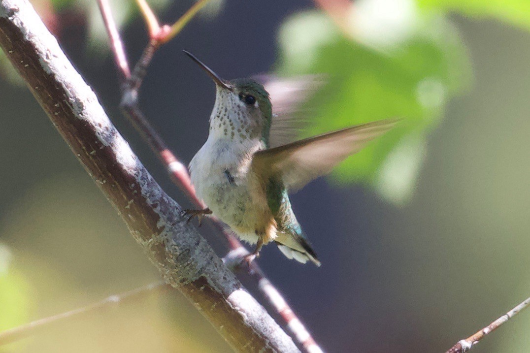 Calliope Hummingbird - ML247700581
