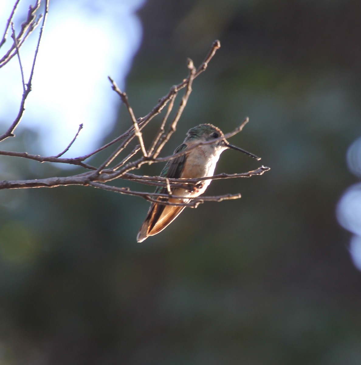 Широкохвостый колибри - ML247700681