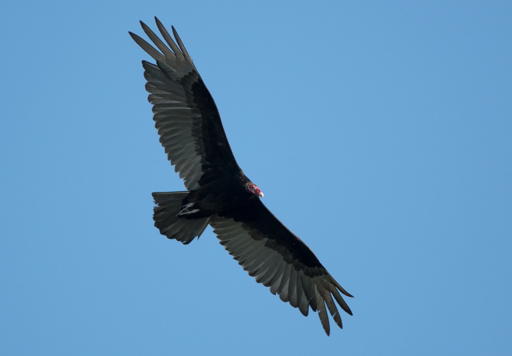 Turkey Vulture - William Wise