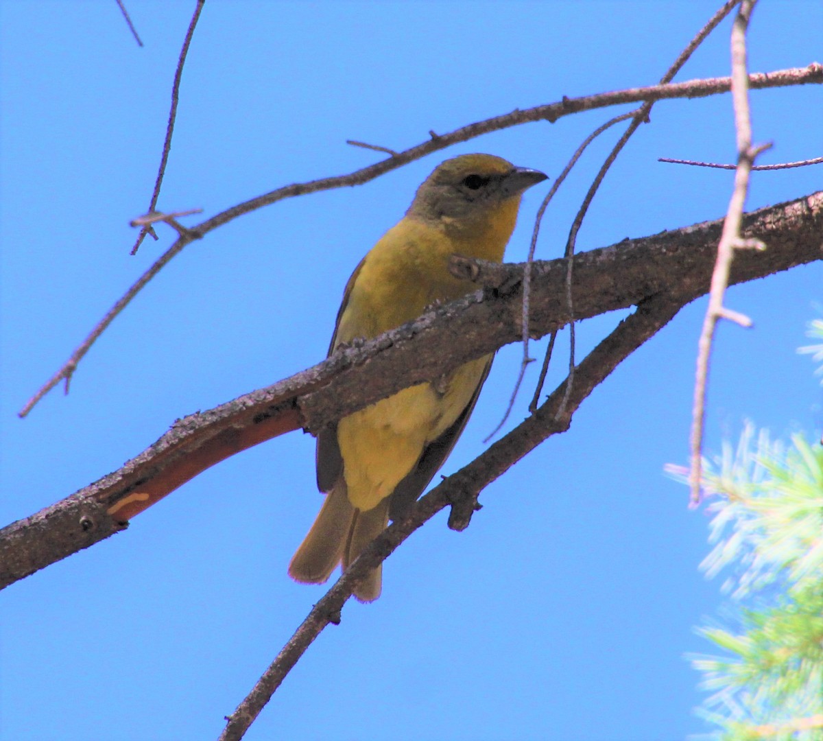 Western Tanager - ML247701031