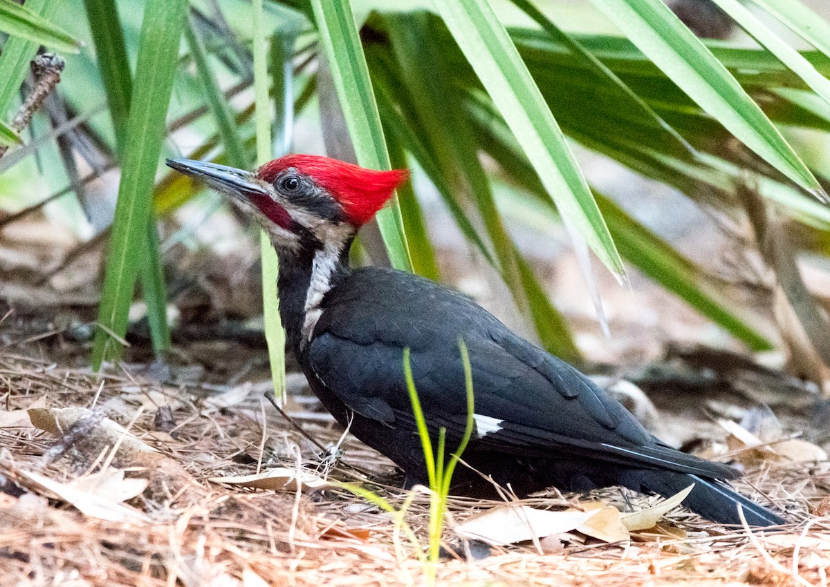 Pileated Woodpecker - William Wise