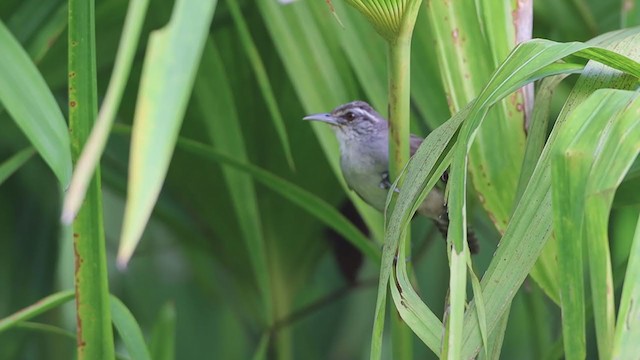  - Canebrake Wren