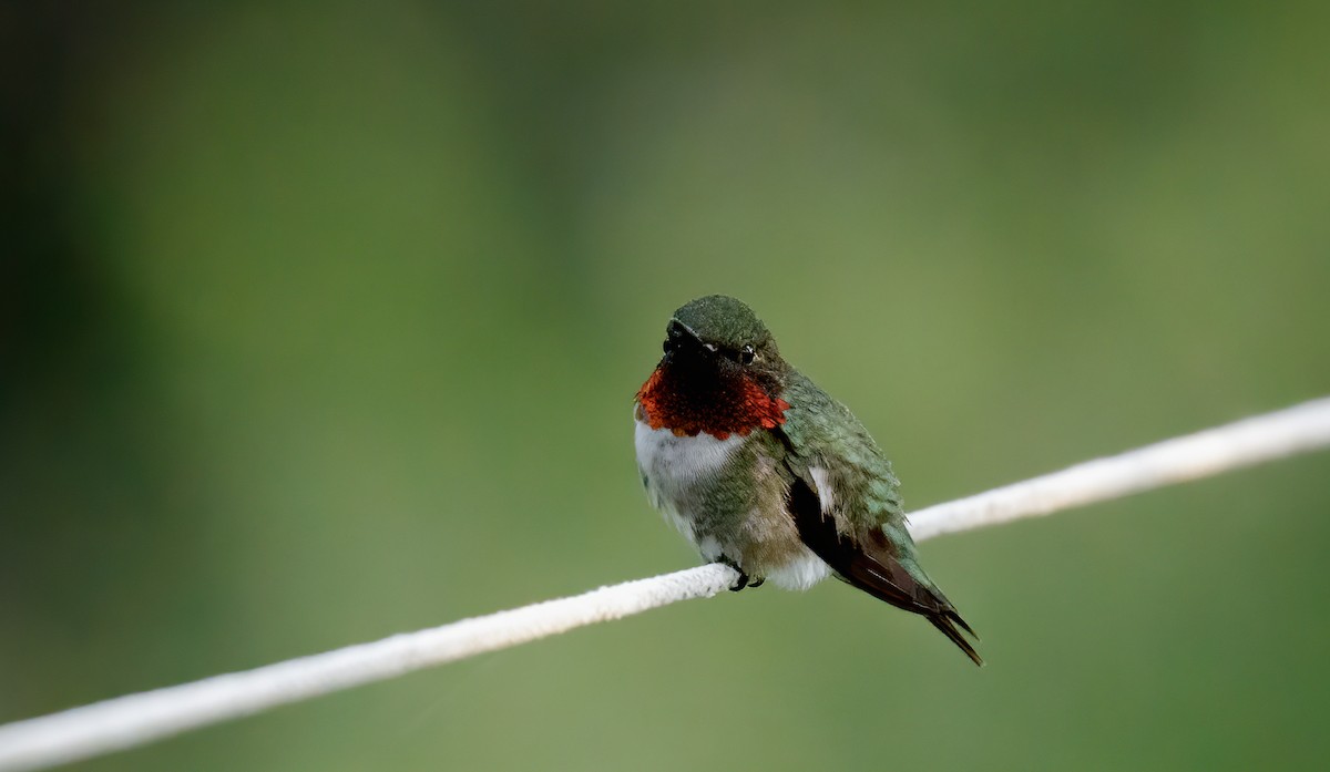Ruby-throated Hummingbird - ML247701421