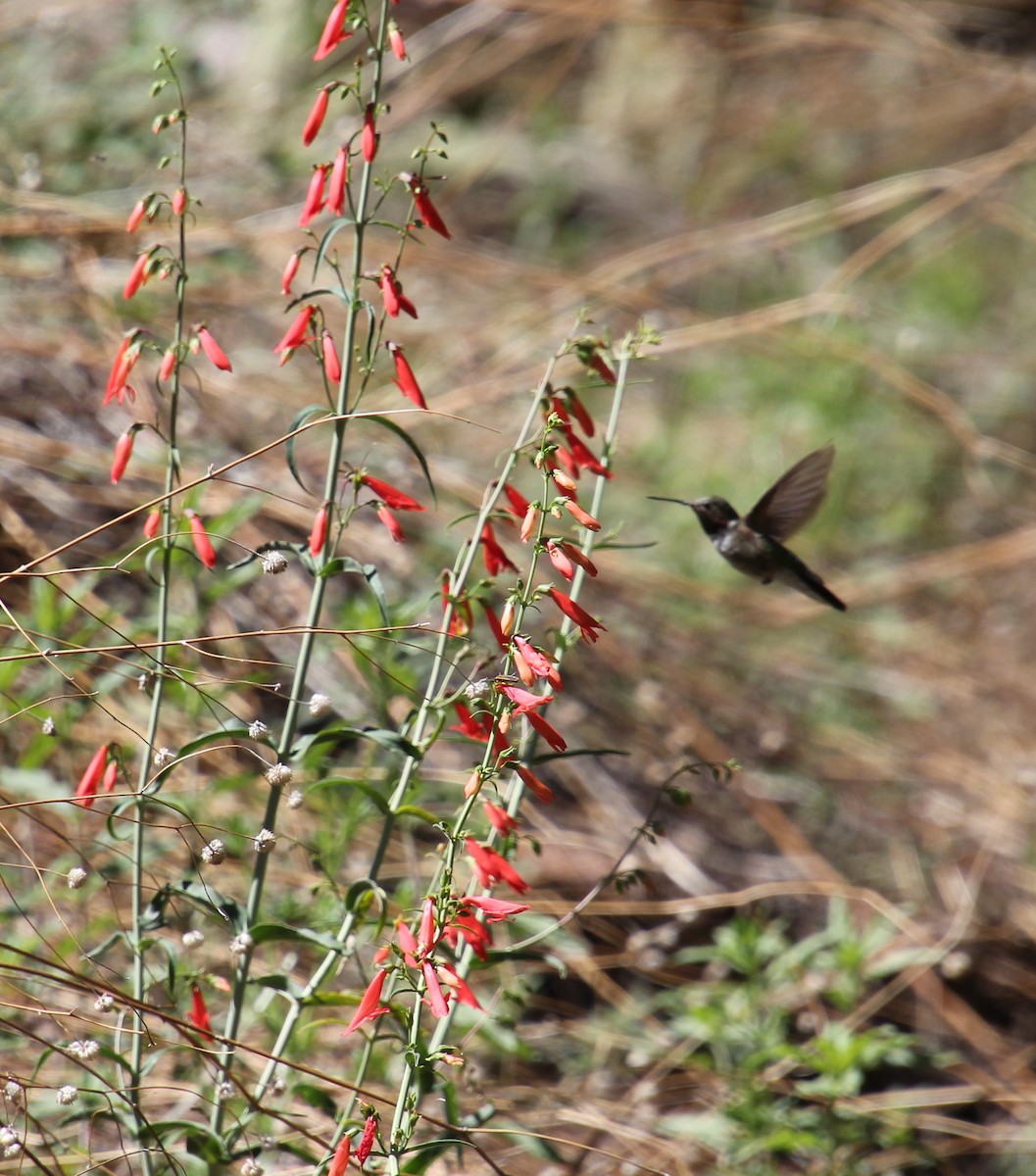 Black-chinned Hummingbird - ML247702091