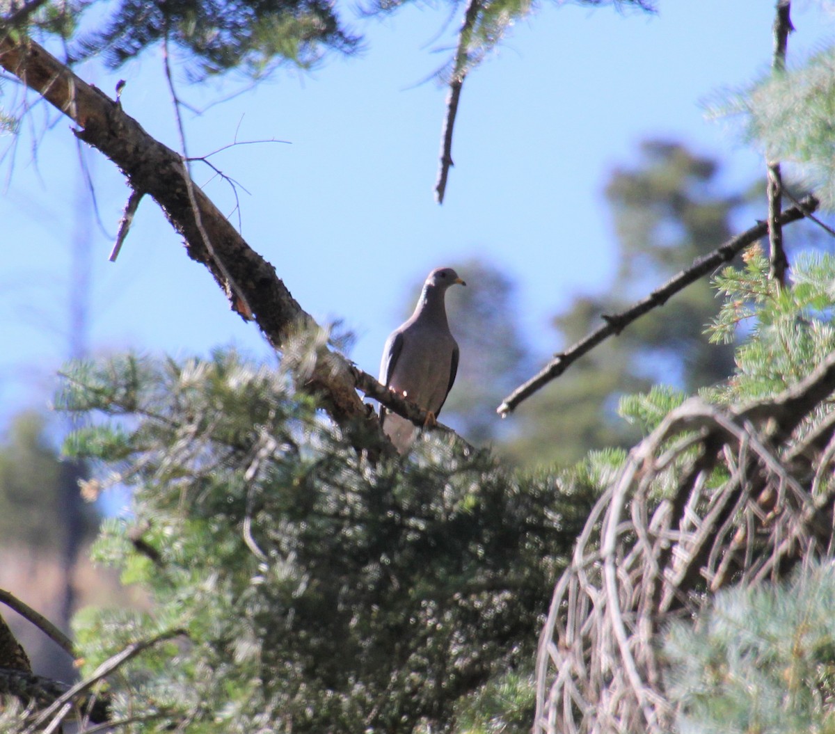 Band-tailed Pigeon - ML247702861