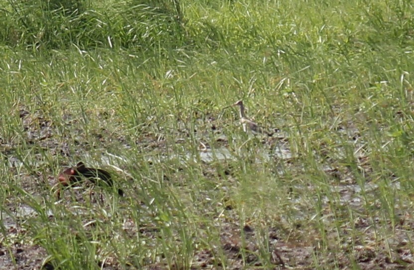 Black-tailed Godwit - ML247704101