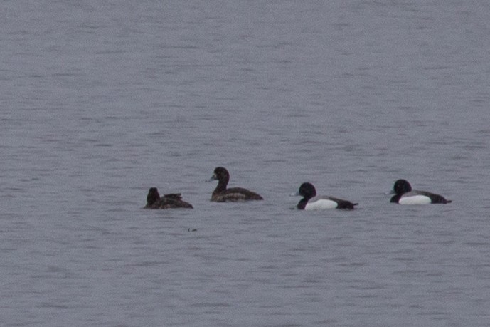Greater Scaup - ML247705421