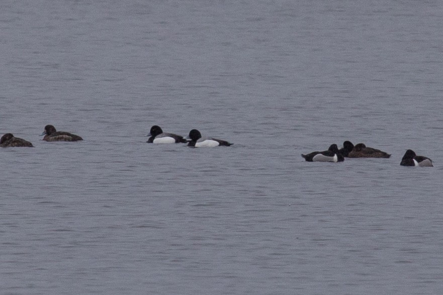 Greater Scaup - ML247705431