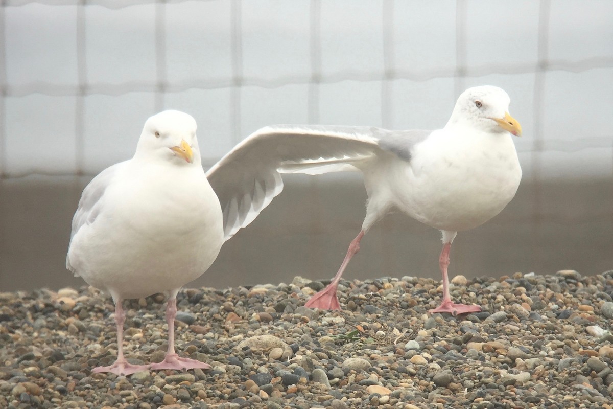 Glaucous Gull - Cory Gregory