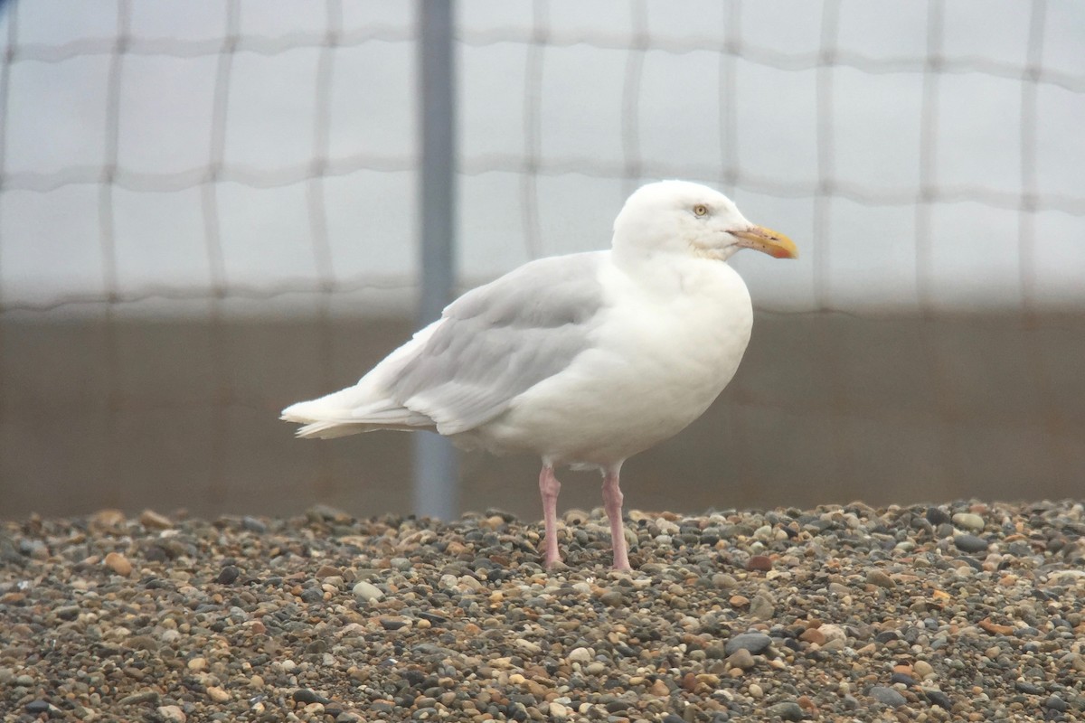 Glaucous Gull - Cory Gregory