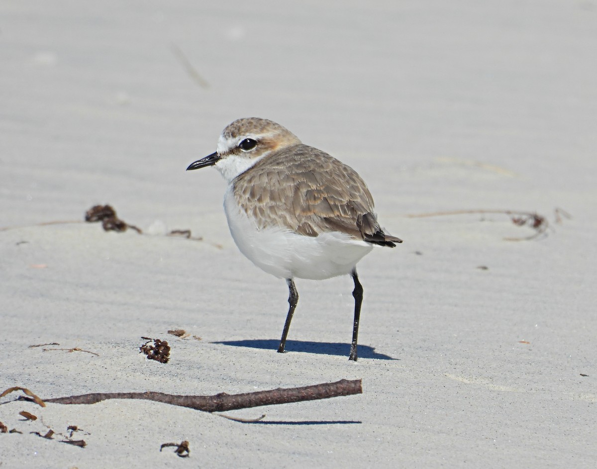 Red-capped Plover - ML247721731