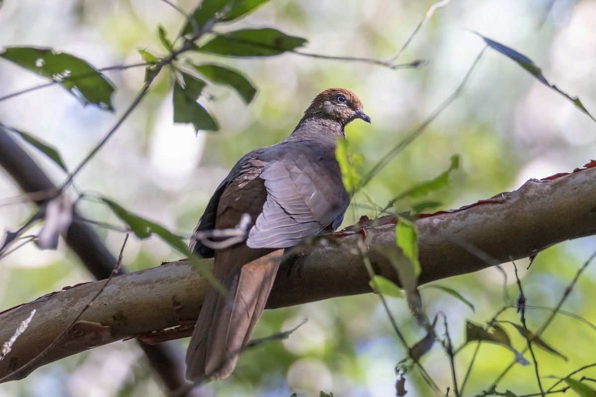 Brown Cuckoo-Dove - ML247722091