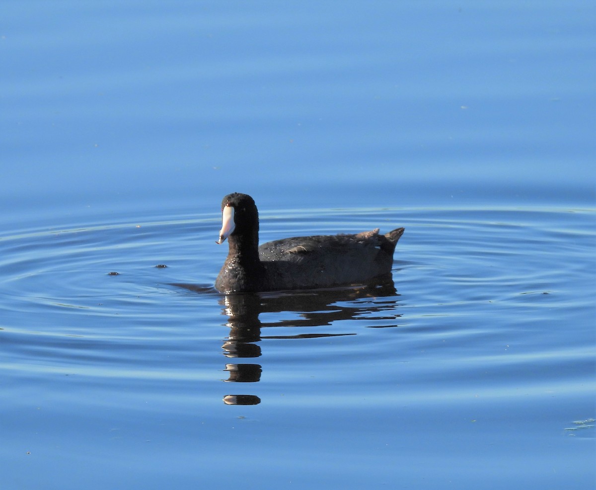 American Coot (Red-shielded) - ML247722711