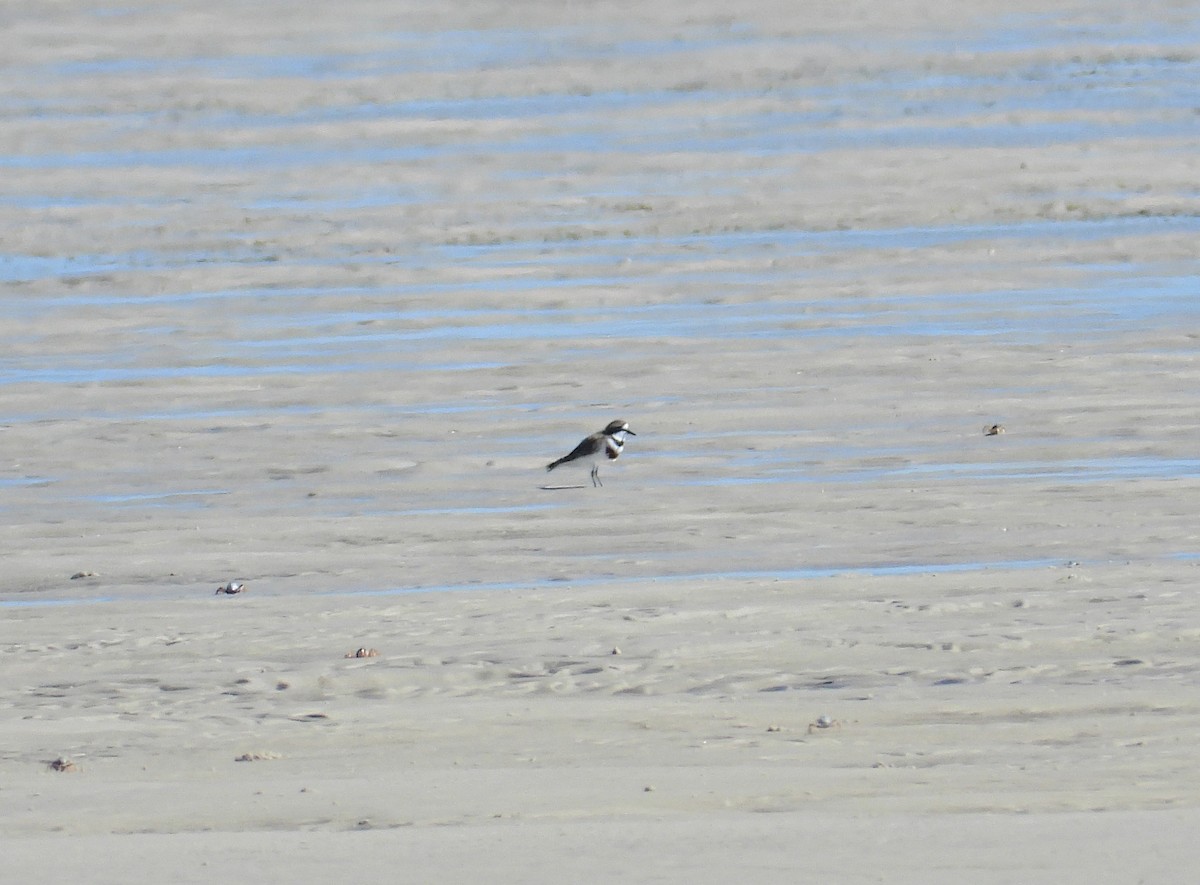 Double-banded Plover - ML247723611