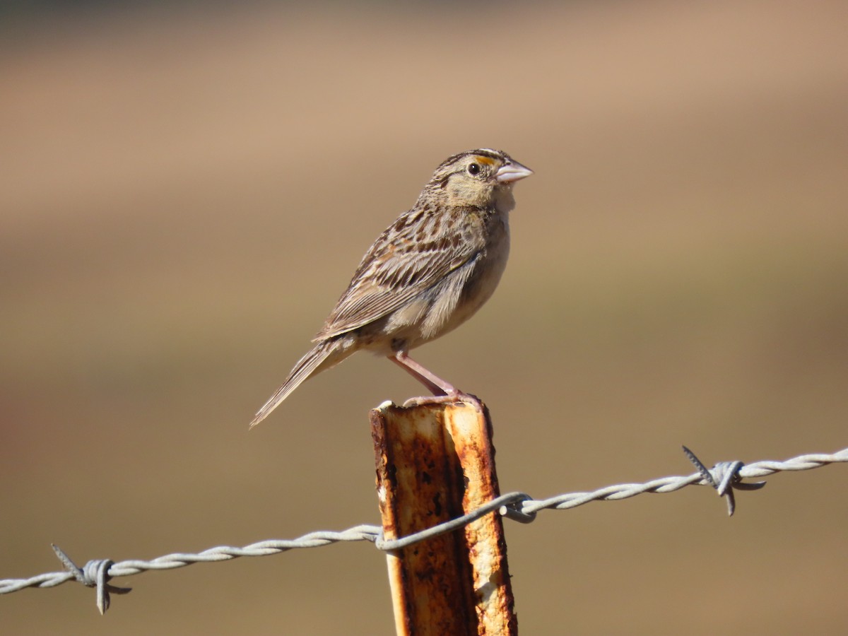 Grasshopper Sparrow - ML247724341