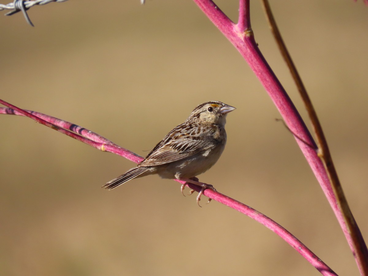 Grasshopper Sparrow - ML247724441