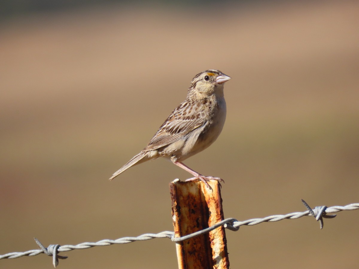 Grasshopper Sparrow - Long-eared Owl