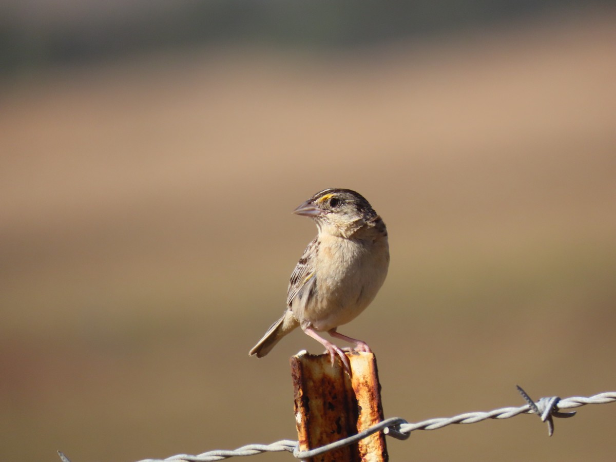 Grasshopper Sparrow - ML247724461