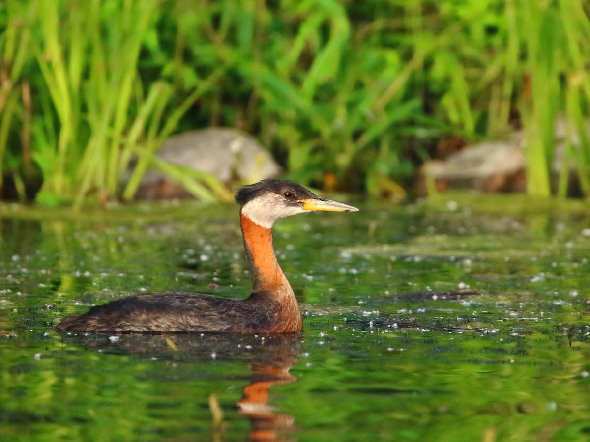 Red-necked Grebe - ML247724931