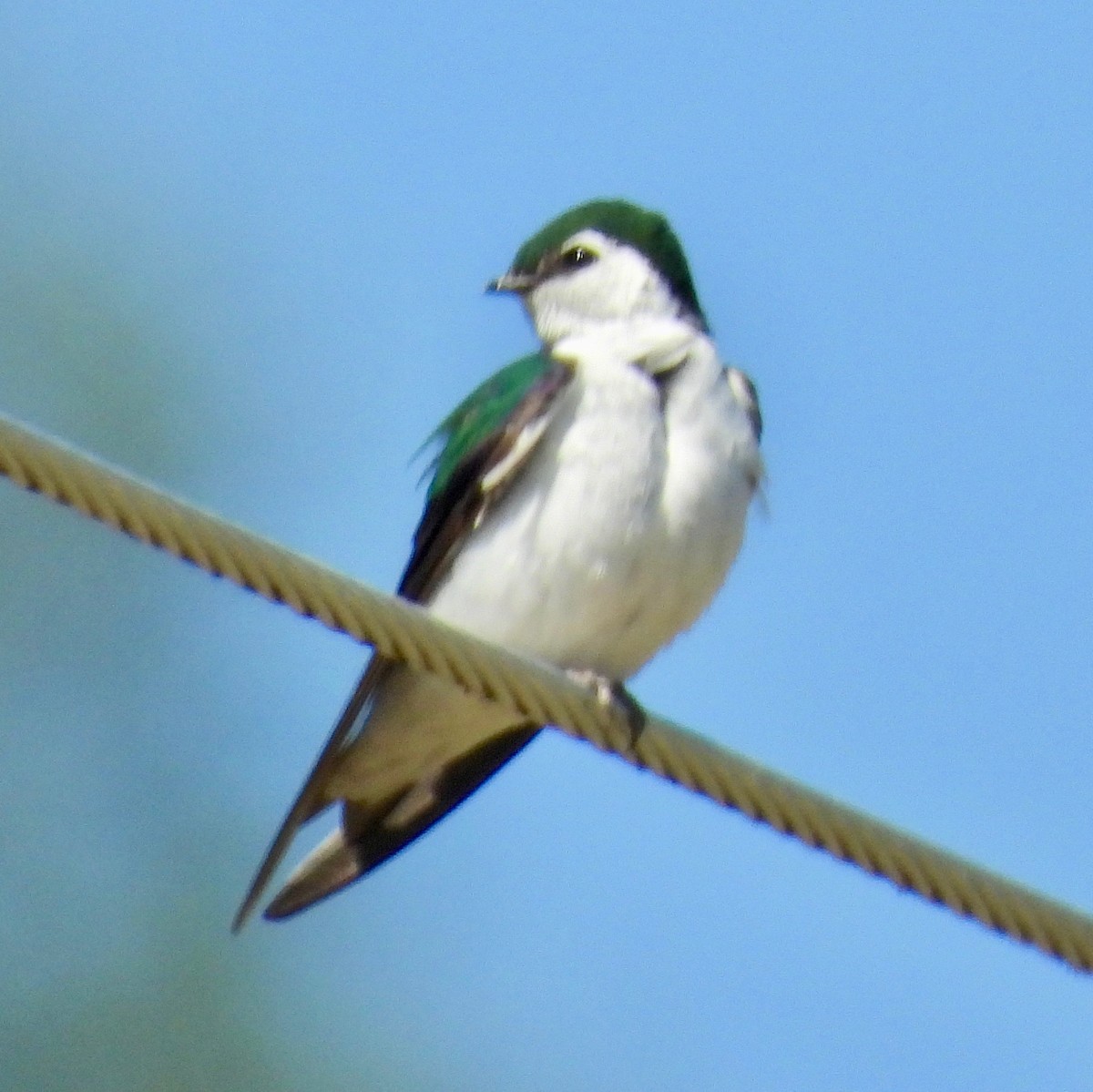 Violet-green Swallow - ML247725391