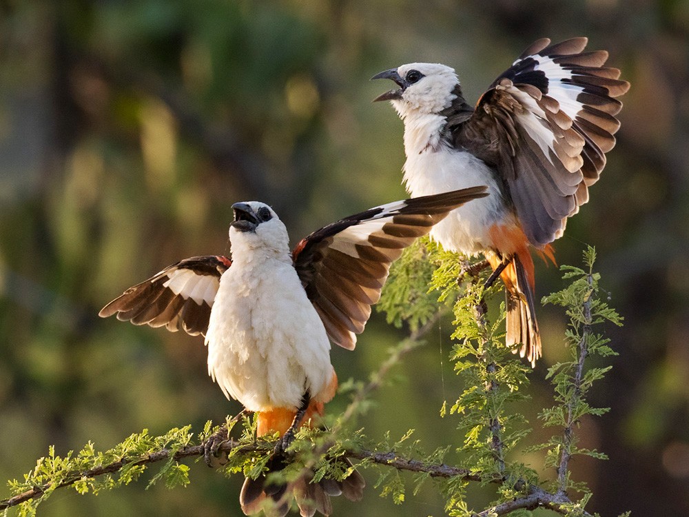 White-headed Buffalo-Weaver - Lars Petersson | My World of Bird Photography