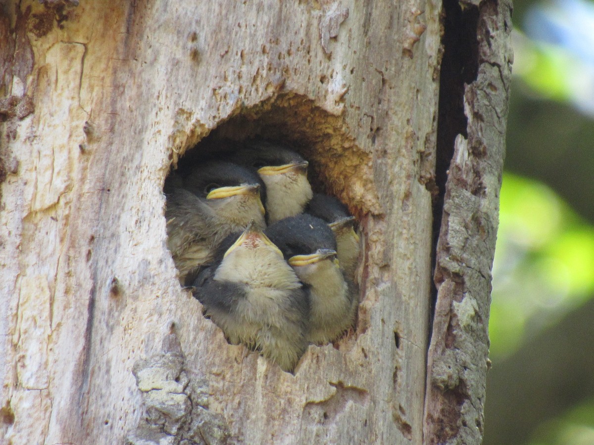 Tree Swallow - karen pinckard